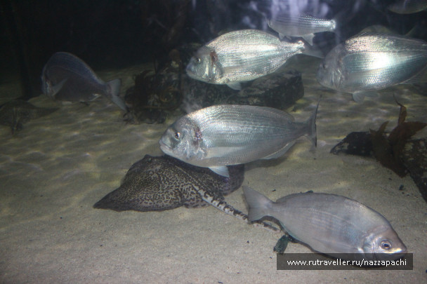 photo 1621545