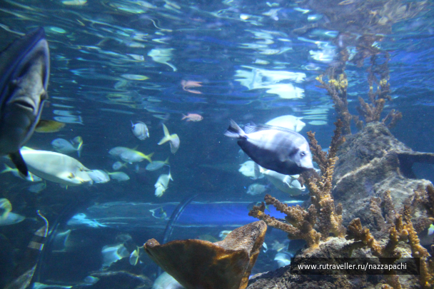 photo 1621549