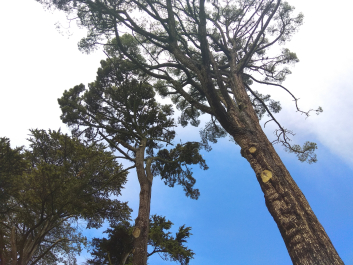 photo 1613598