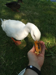 photo 1417520