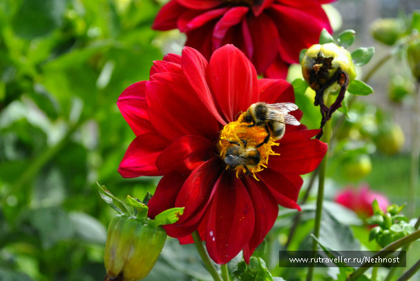 photo 248179