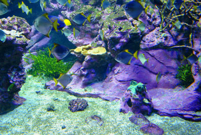 photo 244645