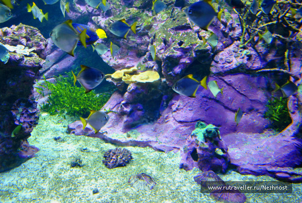 photo 244645