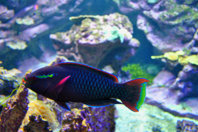 photo 244647