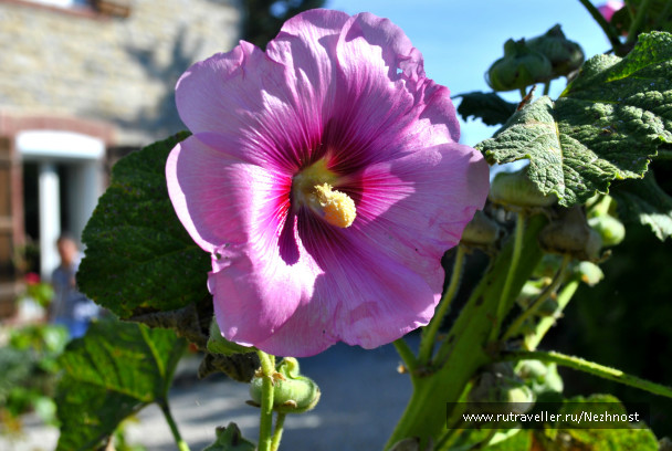 photo 235166