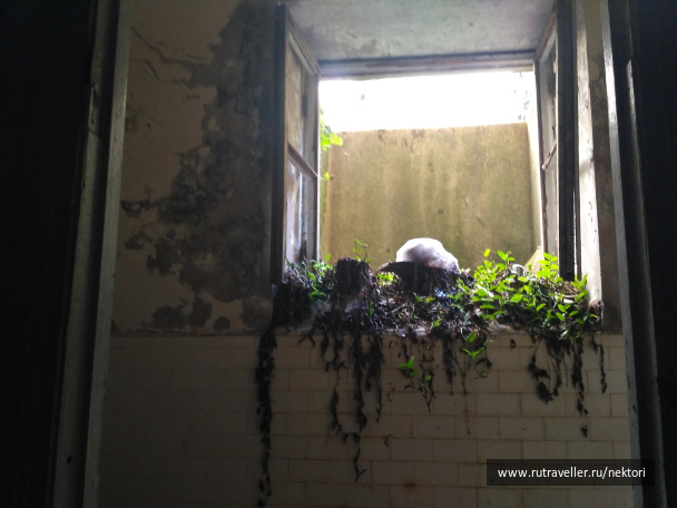 photo 1463617