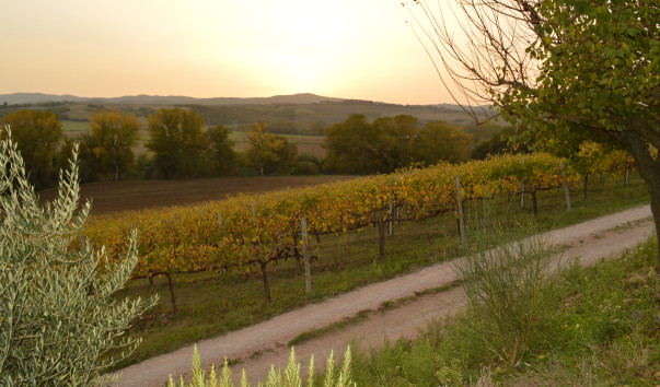Morcella 087