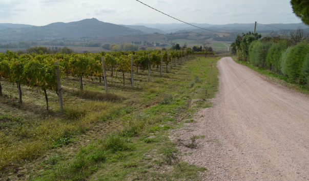 Morcella 074