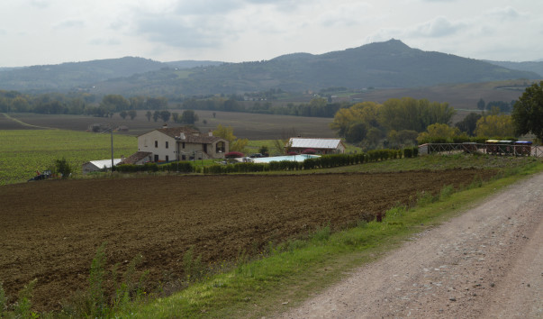 Morcella 072