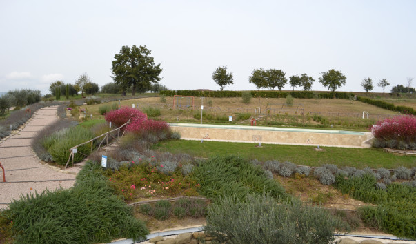 Morcella 048