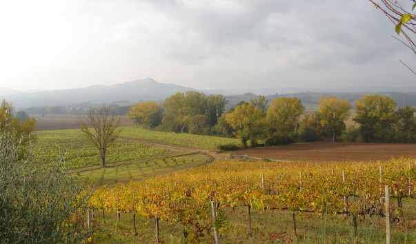 Morcella 044