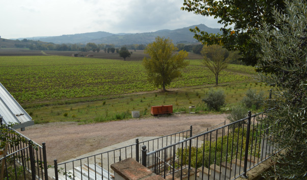 Morcella 034