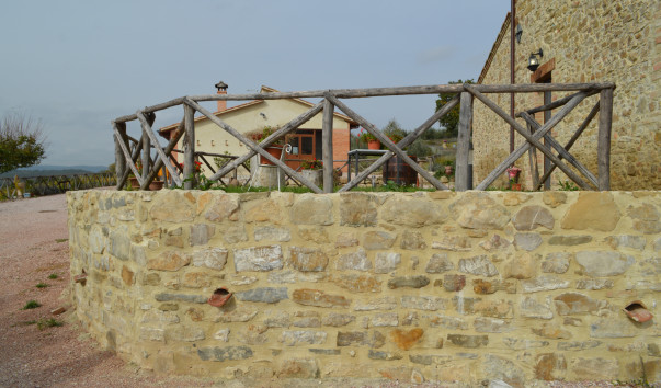Morcella 033