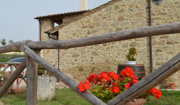 Morcella 031