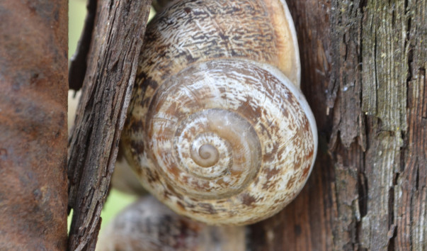 Morcella 030
