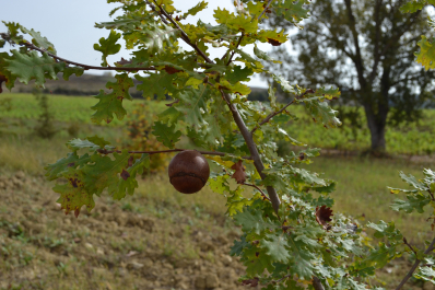 photo 1411523