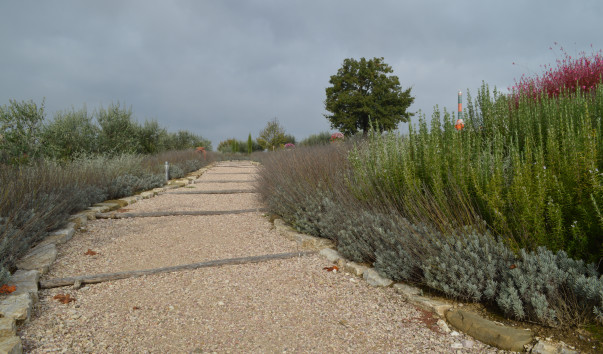 Morcella 022