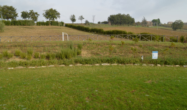 Morcella 015