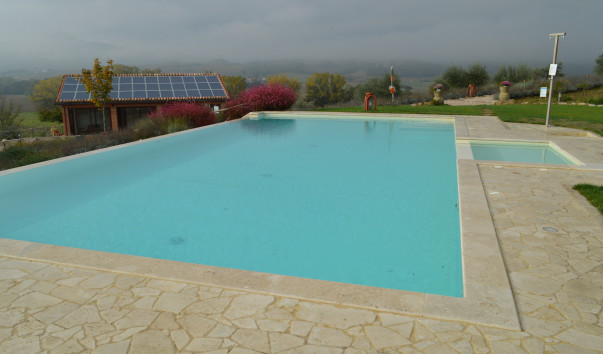 Morcella 014