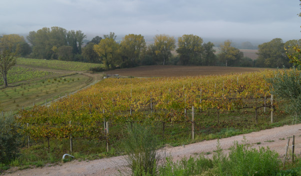 Morcella 005