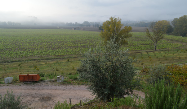 Morcella 004