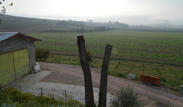 Morcella 003