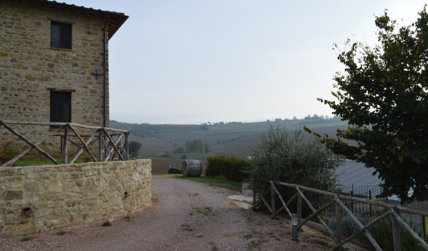Morcella 002