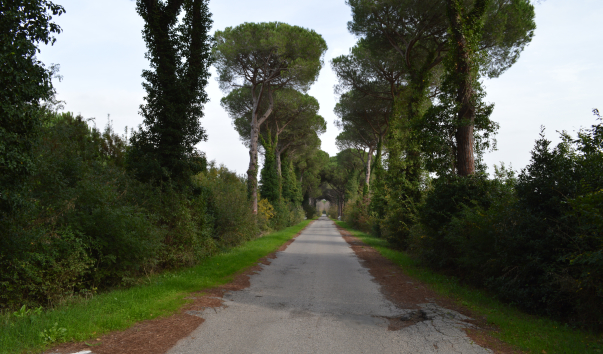 Coltano 067