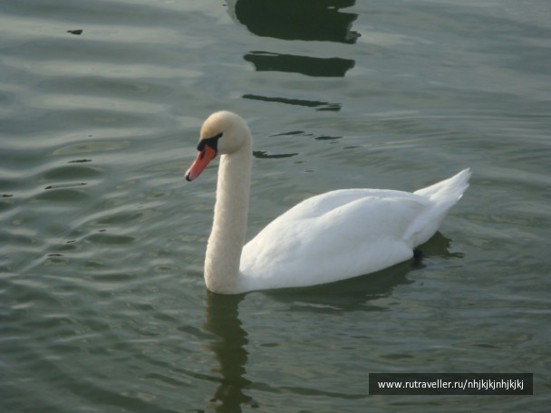 photo 594468