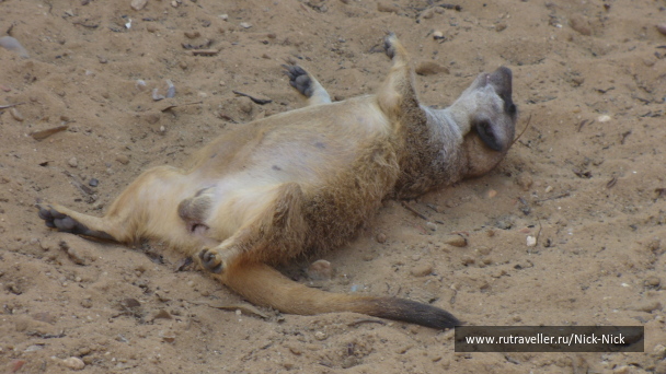 photo 158472