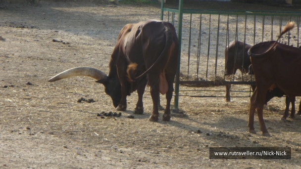 photo 158477