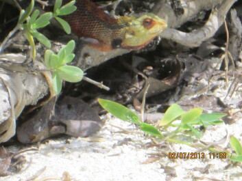photo 454933