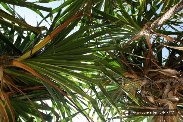 photo 330079