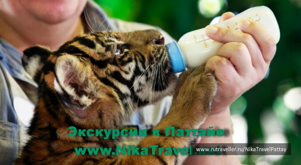 photo 1338322