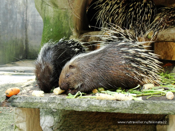 photo 1236588