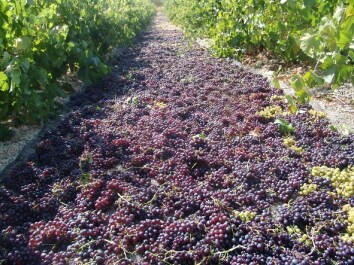 photo 287680