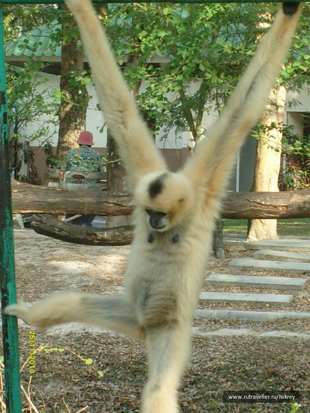 photo 257583