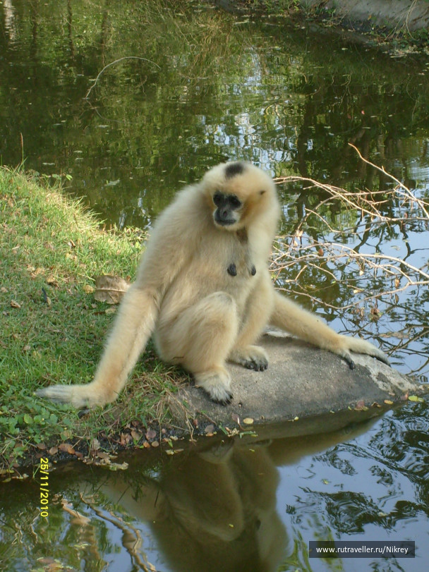 photo 257584