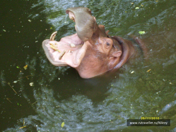 photo 257593