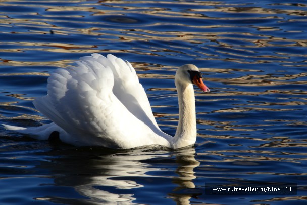photo 817974