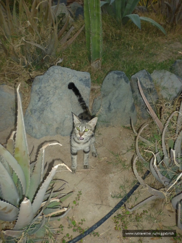 photo 770621