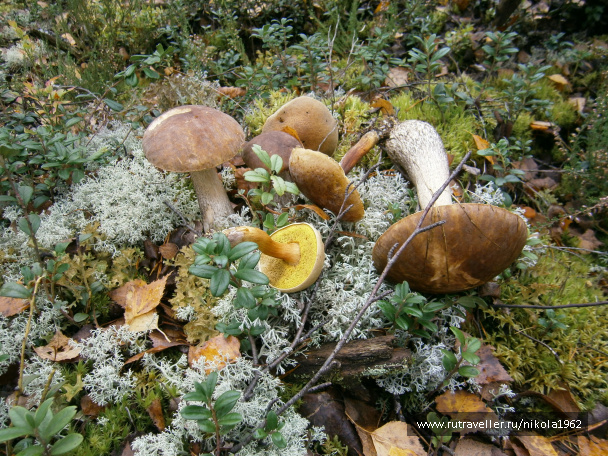 photo 237667