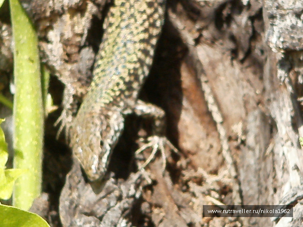 photo 237677