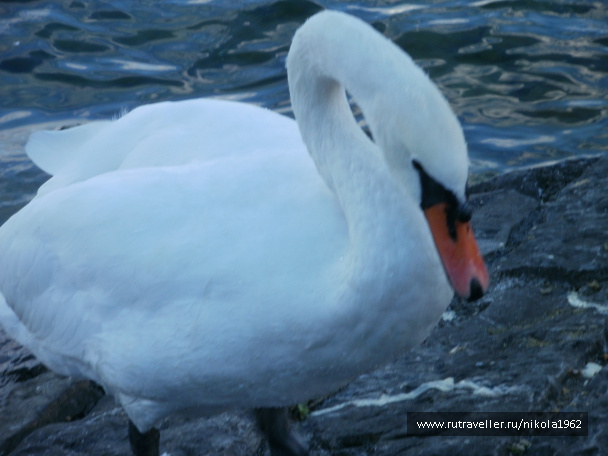 photo 237694