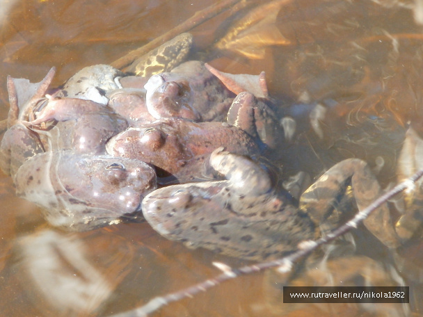 photo 237729
