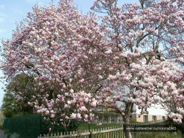 photo 257491