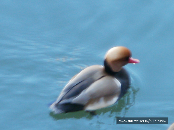 photo 257506