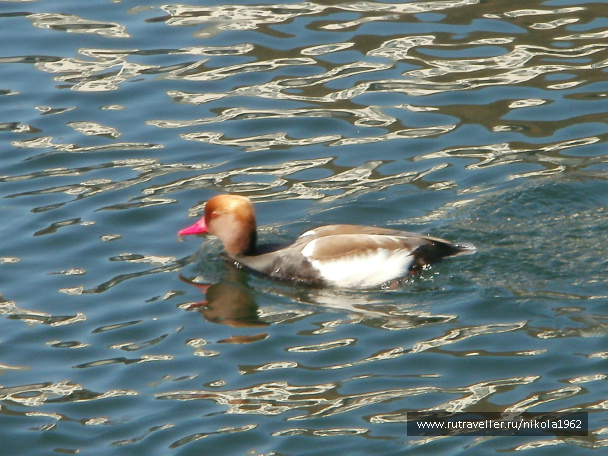 photo 257524