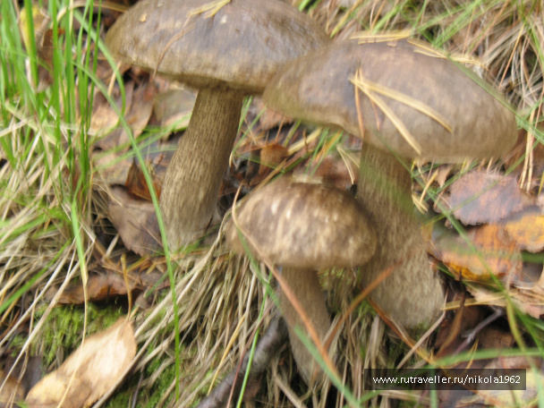 photo 262713