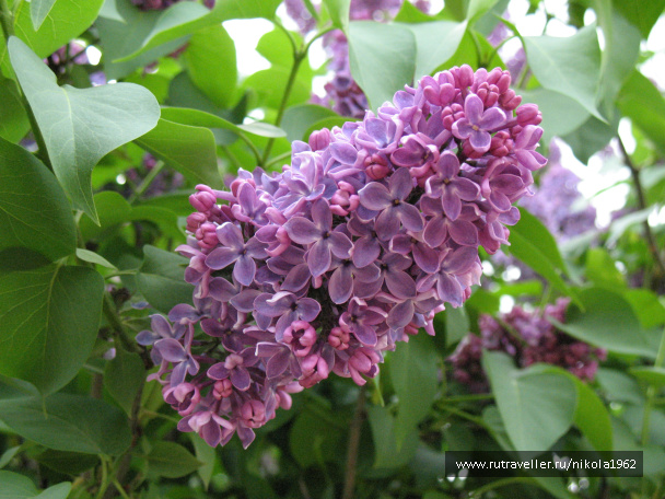 photo 262715
